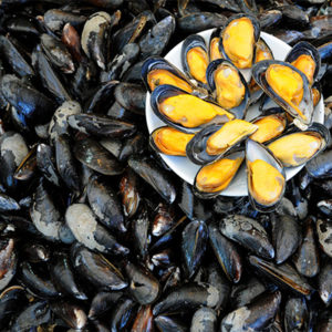 Mussels