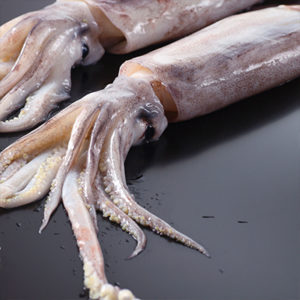 Squid